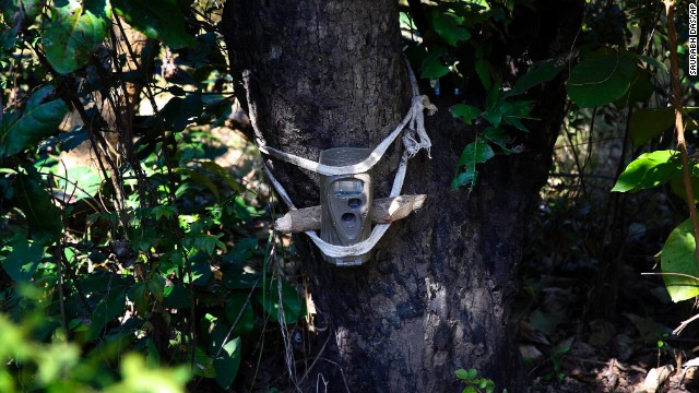 A remote camera is strapped onto a tree in the Sahuwala forest in attempts to capture images of the man-eating tiger. The area is serves as one of India's last wild tiger habitats.