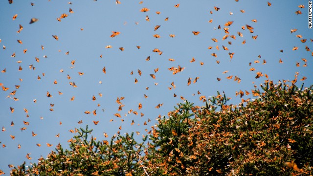 The Monarch Butterfly Biosphere Reserve in Mexico's Michoacan state is a winter home to tens of millions of butterflies.