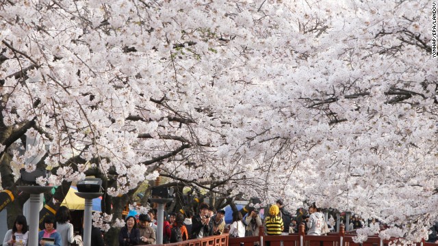 Cherry blossoms usher in spring in Jinhae in Changwon City, South Korea. The city's cherry blossom festival is South Korea's largest.