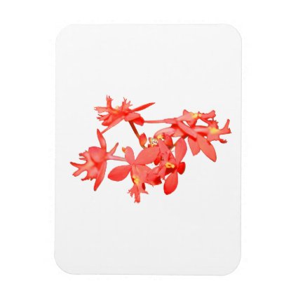 Flowers Salmon Tinted Ground Orchid Flexible Magnet