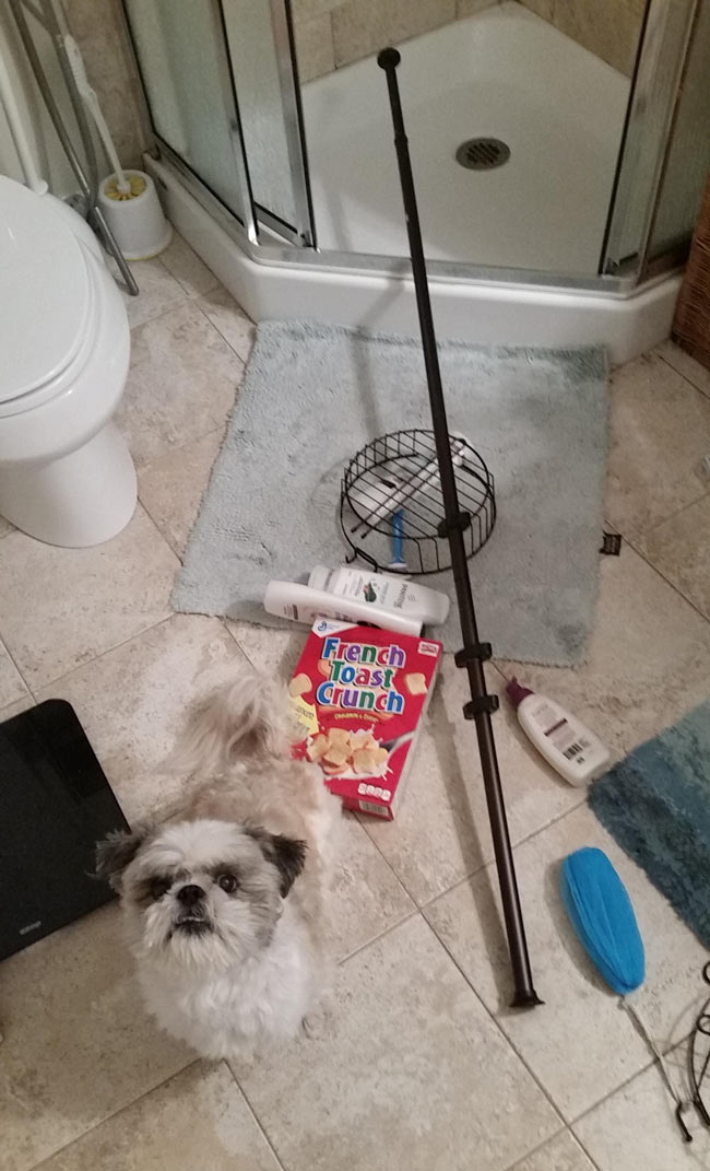 Shower pole fell while I was at work. Tobey tried to "fix" it with a box of French Toast Crunch. It didn't work.