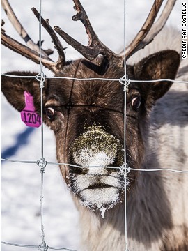 This curious reindeer is part of a captive herd on the campus of the University of Alaska, Fairbanks. The herd is maintained for research purposes to support the development of Alaska's reindeer industry.