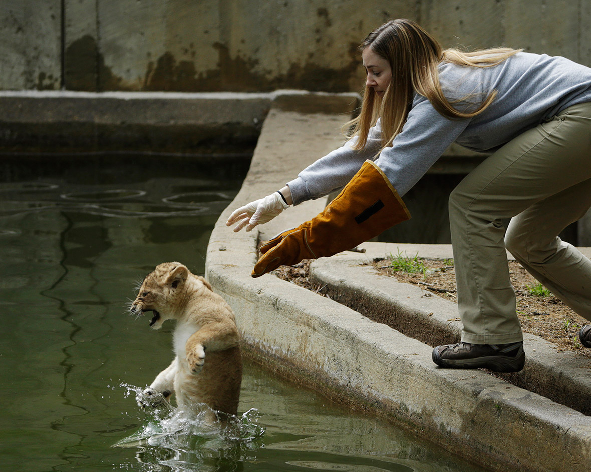 Smithsonian National Zoo biologist Leigh Pitsko throws a male lion cub into the moat in its enclosure. Four, unnamed ten-week old lion cubs were tested for their ability to swim and climb out of the moat.