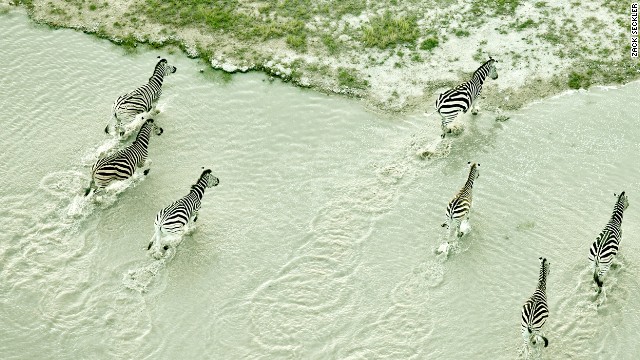 Botswana is home to one of the world's largest zebra populations.