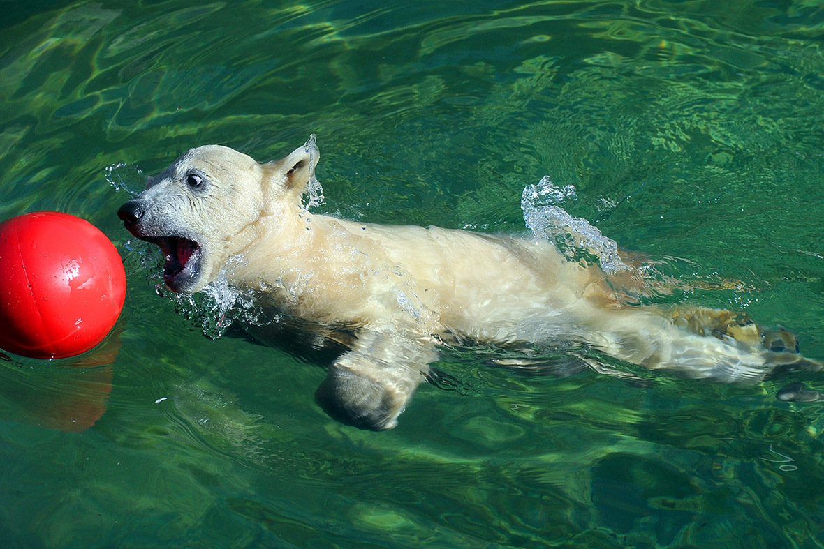 A five-month-old polar bear cub plays with a ball in a pool at the Leningrad Zoo in St Petersburg, Russia