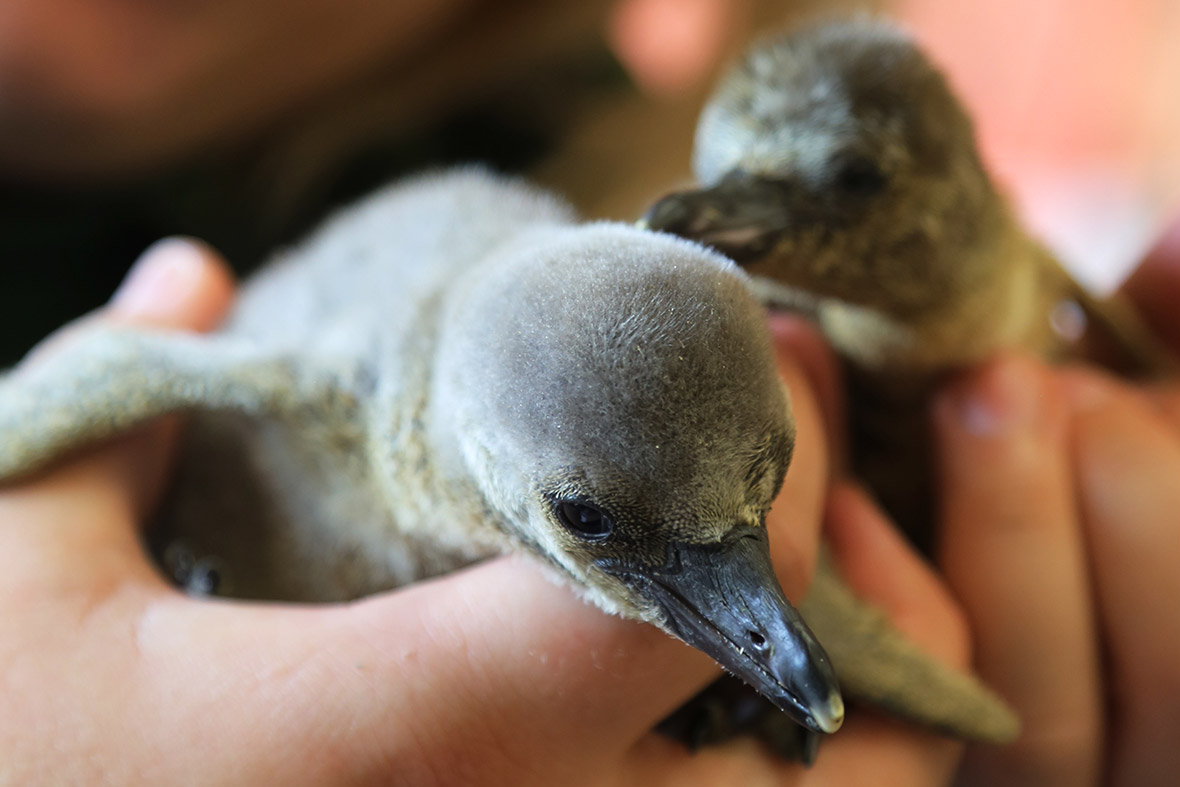 A pair of newly hatched Humboldt penguin chicks are given a quick health check by keeper Zuzana Matyasova at ZSL London Zoo. Ten penguin chicks have hatched at the zoo's Penguin Beach exhibit, marking a record-breaking start to the breeding season