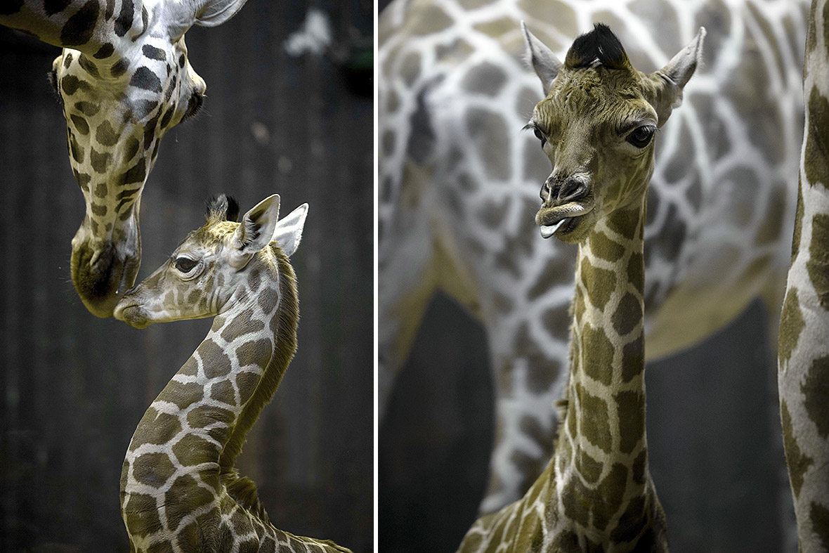 A five-day-old Rothschild giraffe calf named Jabulani is cared for by its mother Tatu at the zoo in Madrid