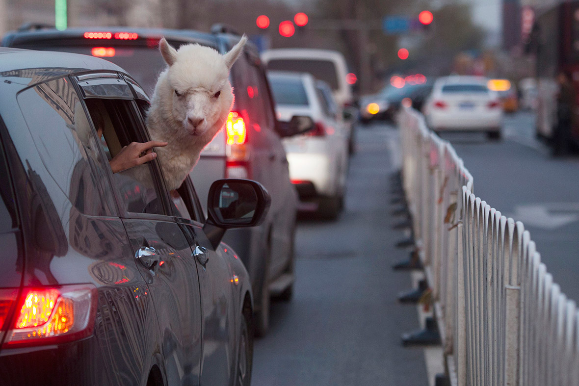 An alpaca looks out of a car on a busy street in Changchun, Jilin province, China. According to local media, the owner of a newly-opened bar rented the animal, hoping to attract more customers