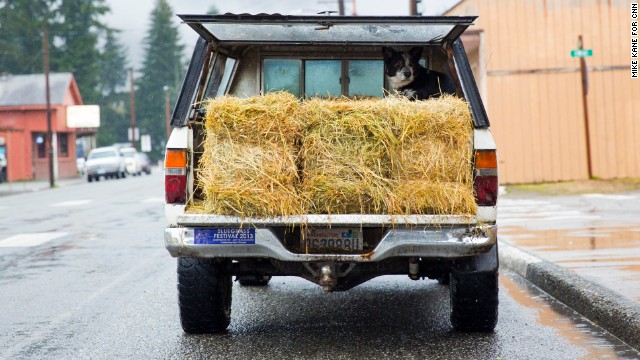A dog sits in the back of a pickup truck in downtown Darrington on Saturday. The hay was donated to feed horses and farm animals displaced by the landslide.