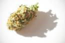 Medical Marijuana Could Help Treat Some MS Symptoms