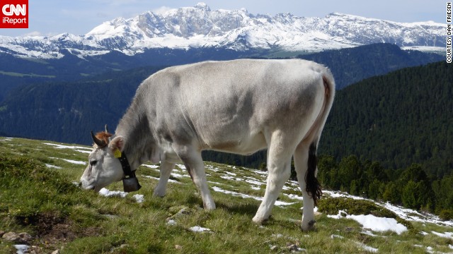 Dan Friesen hiked Italy's Val Gardena for three hours and saw more animals than people, including this grazing cow with its "bell tinkling, of course." See more images of animals in the gorgeous mountains on <a href='http://ift.tt/1fuRuyi'>CNN iReport</a>.