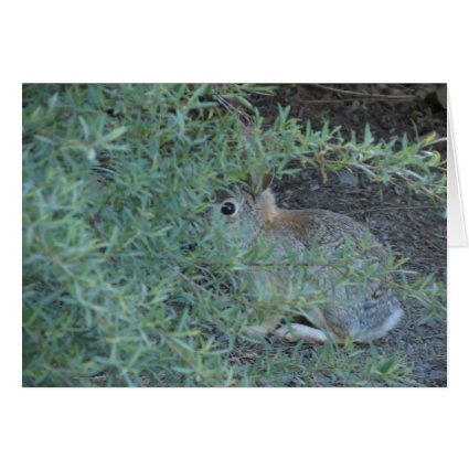 Rabbit, Reno Nv 2014 Greeting Card