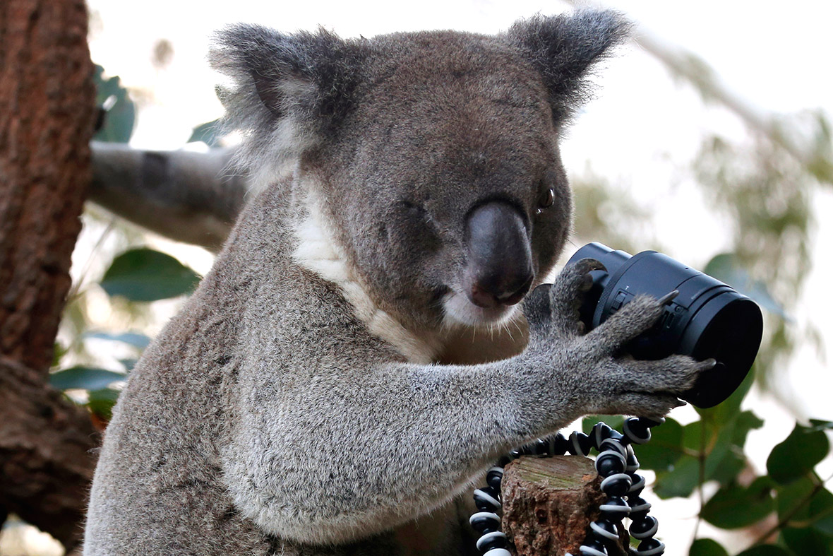 A koala that was born with a damaged eye looks at a camera on a branch in its enclosure at Wild Life Sydney Zoo. Images from the camera, which is triggered by movement, are displayed on a nearby small screen. The zoo is promoting this as a koala selfie