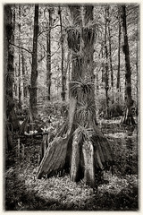 Beauty in the Cypress Dome, Loop Road, Everglades N.P.