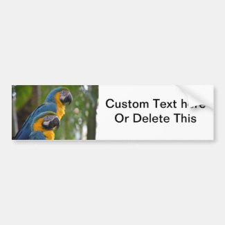 two macaw front focused c bird.jpg bumper sticker