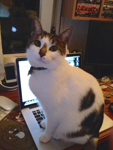 Cat on MacBook Pro with Retina Display