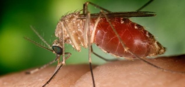 mosquito Nazistas desenvolveram uma arma biológica?