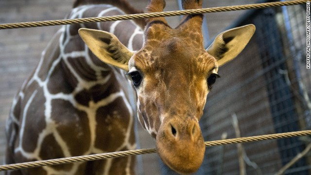 A Danish zoo has euthanized a healthy male giraffe, named Marius, saying it had a duty to avoid inbreeding. This photo of the giraffe was taken on February 7. The 18-month-old giraffe was put down with a bolt gun on Sunday, February 9, according to a zoo spokesman.