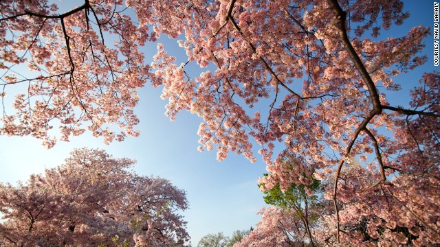 D.C.'s cherry trees have hit their peak <a href='http://ift.tt/1qUOxiA' target='_blank'>as early as March 15</a> in 1990 to as late as April 18 in 1958. After a brutal winter, they're expected to be at their peak in April this year.
