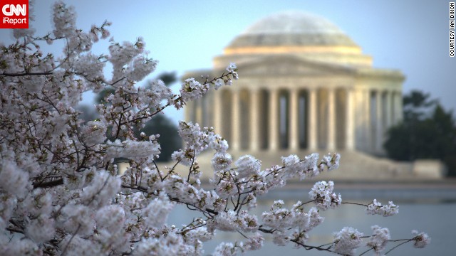 The Thomas Jefferson Memorial sits behind a blooming cluster of cherry blossoms.