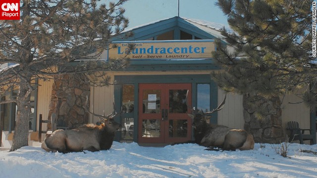 Two elk stand guard outside a <a href='http://ift.tt/Qpe4ms'>Colorado laundromat</a>. "The elk were very calm," said Darrell Spangler, one of several people who stopped to take a photo. "They stayed in this spot for most of the day, finally heading off into the field at sunset."