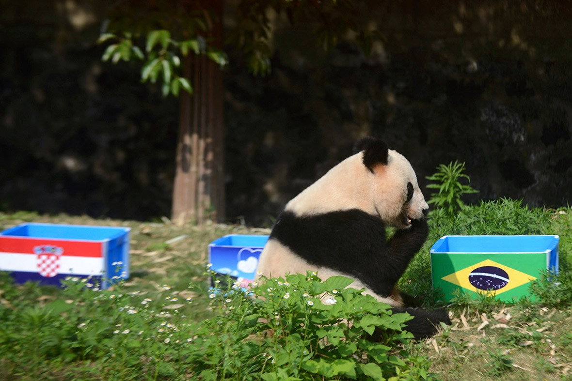 Giant panda Ying Mei chooses a box of food with the Brazilian flag on it rather than the Croatian one, in Yangzhou, Jiangsu province.
