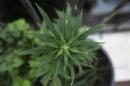 A home-grown marijuana plant is seen at an undisclosed location in Israel