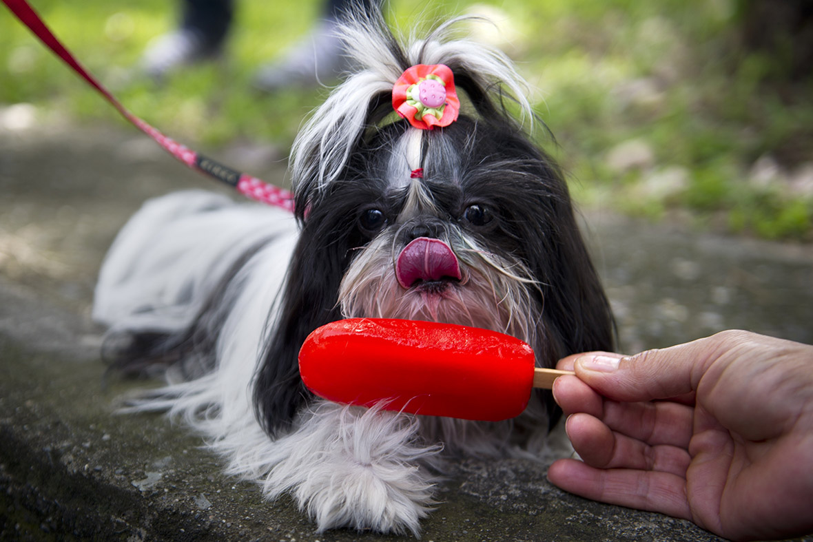 Dog treated to an ice cream during protest against animal abuse in Cali, Colombia