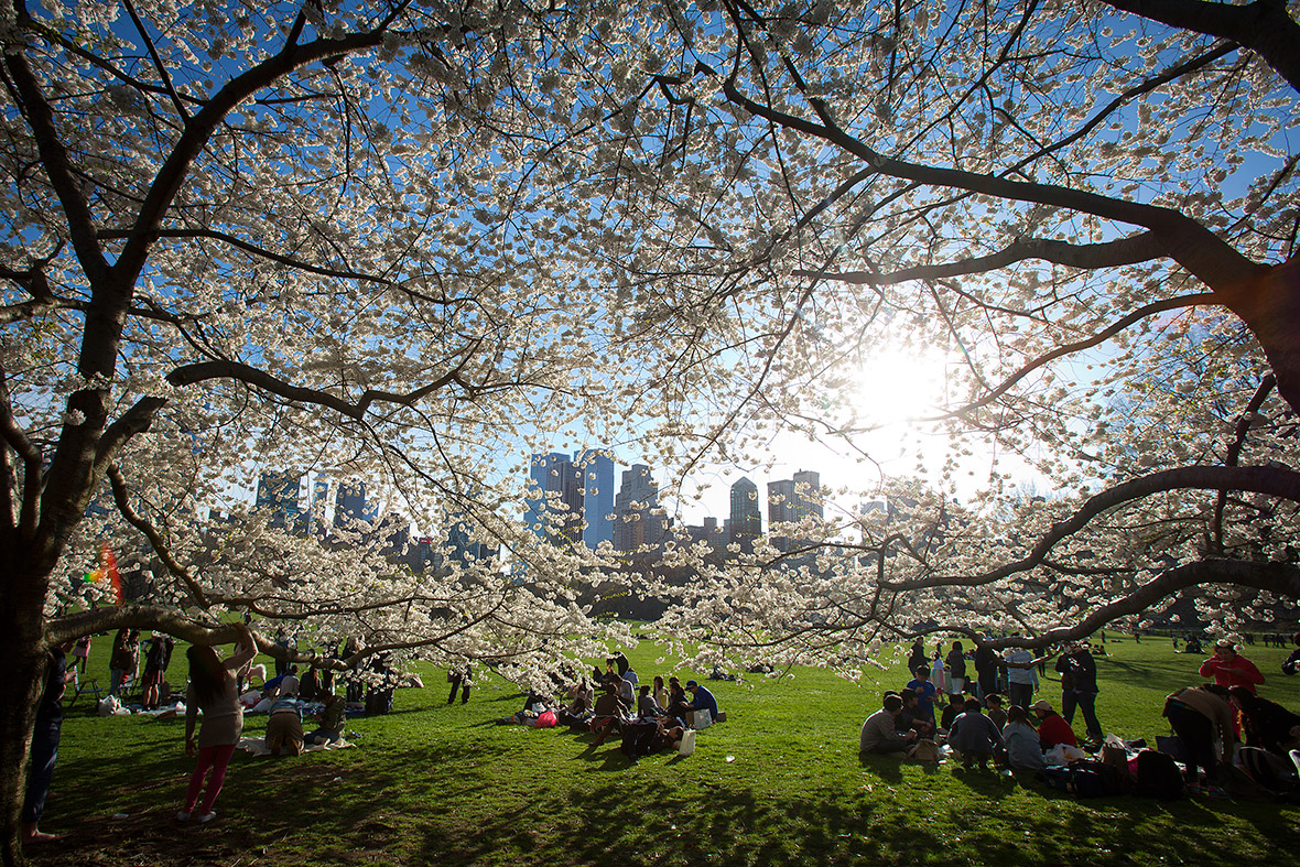 People gather under cherry trees in full bloom in Central Park, New York