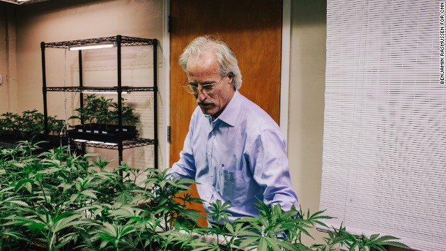 Andrews examines marijuana plants in the grow room of the LoDo Wellness Center. Pot is the third most popular recreational drug in America, after alcohol and tobacco, according to the National Organization for the Reform of Marijuana Laws.