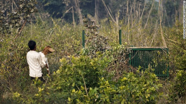 A forest guard puts a live goat into a cage as bait.