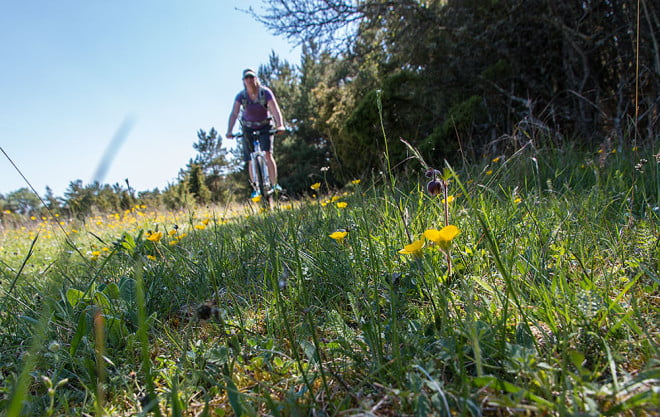 Finfin cykling bland blommande stigar och ängar