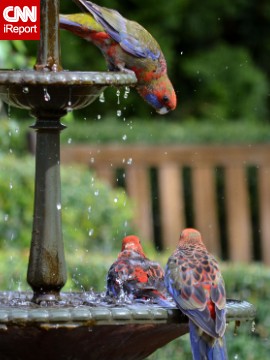 Every morning in Bungendore, Australia, <a href='http://ift.tt/1see8kq'>Steven Kemp</a> and his wife watch the local parrots that descend on the fountain in their front yard to bathe. "Their antics and social hierarchy are a joy to watch," he said. 