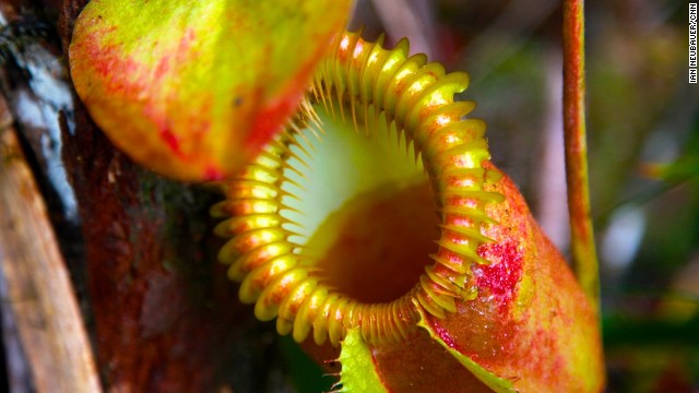 Nepenthes villosa, the largest and most beautiful of 13 species of carnivorous pitcher plants, found at Mount Kinabalu National Park. 