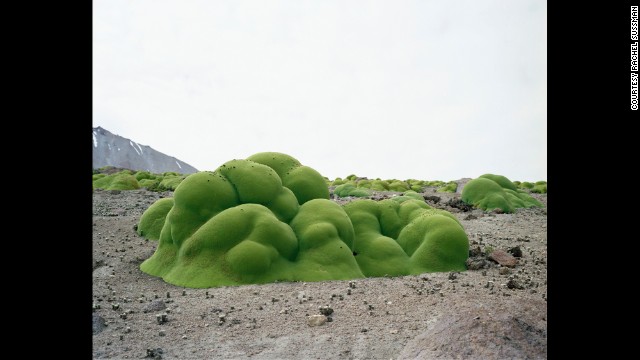 Llareta plant. Up to 3,000 years old. Atacama Desert, Chile.