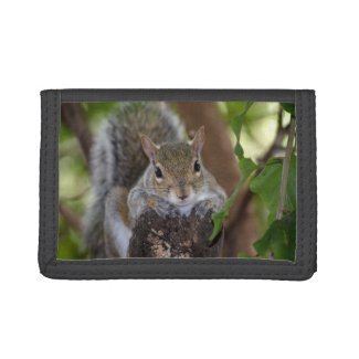 squirrel animal on log hanging out colour trifold wallet