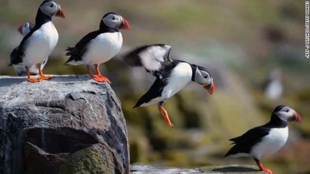 Puffins return to their summer breeding grounds on the Farne Islands in England. 