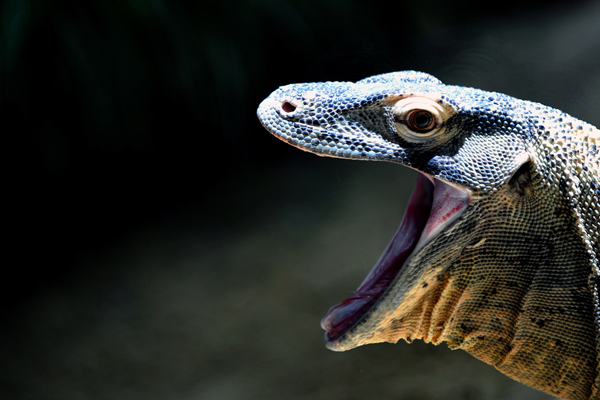A young Komodo dragon named Ivan is seen at the Bioparco zoo in Rome.