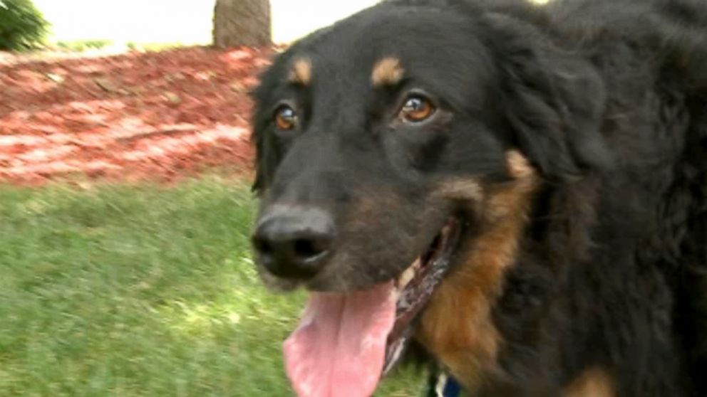 Dog Coughs Up Missing Wedding Ring Lost 6 Years Ago - ABC News