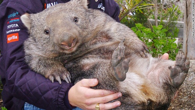 At 28 years old and almost 84 pounds, Patrick the wombat of Australia's Ballarat Wildlife Park is the oldest and largest Common Wombat known in captivity. He's a local celebrity (here in younger, smaller days) who will be honored on October 22 for Australia's 10th annual Wombat Day.