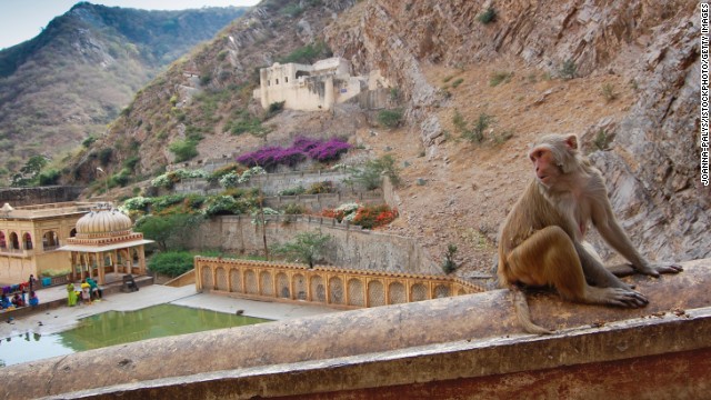 Sometimes nature and man-made endeavors overlap, as is the case at the Galtaji temple complex near Jaipur, India. One of the temples is known as Monkey Temple after the area's resident monkey tribes.