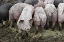 Pigs are seen at ecological pig farm in Germering