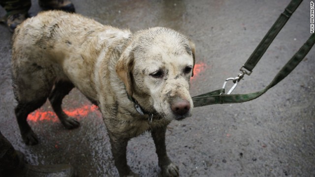 Tryon, a rescue dog muddied from the day's work, stands with his handler March 30 near the west side of the landslide.
