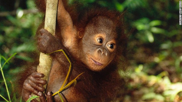 This little guy, plus sun bears and pygmy elephants, can be seen in Borneo. There are approximately 41,000 Bornean orangutans in the wild. Deforestation and illegal wildlife trade are their biggest threats.