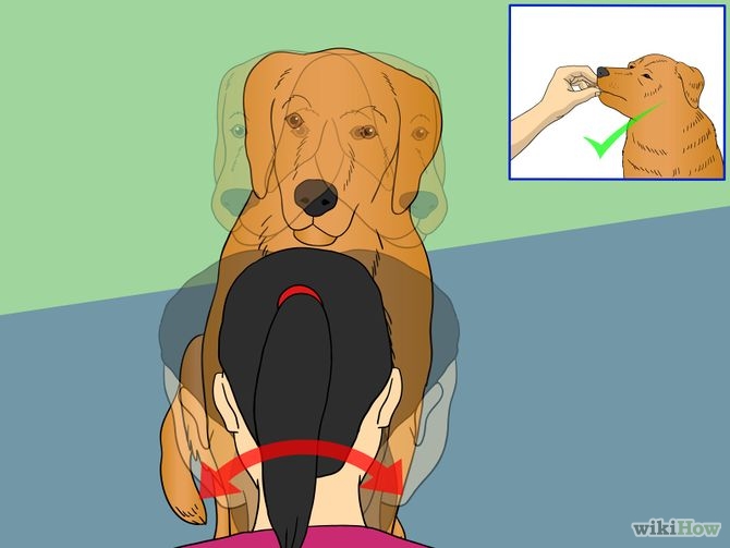Train Your Dog to Shake Its Head Step 4 Version 2.jpg
