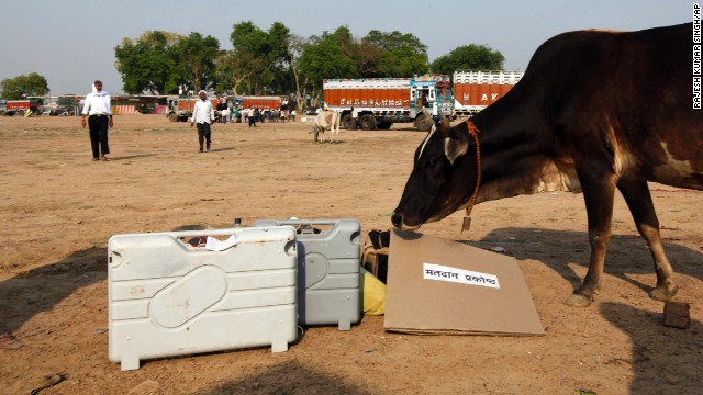 A cow approaches electronic voting machines in Allahabad on May 6. 