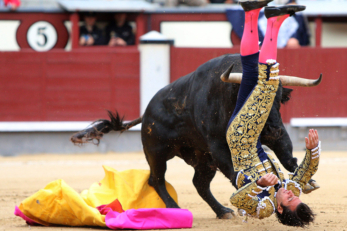 David Mora is gored by a bull during a bullfight at the Las Ventas bullring in Madrid