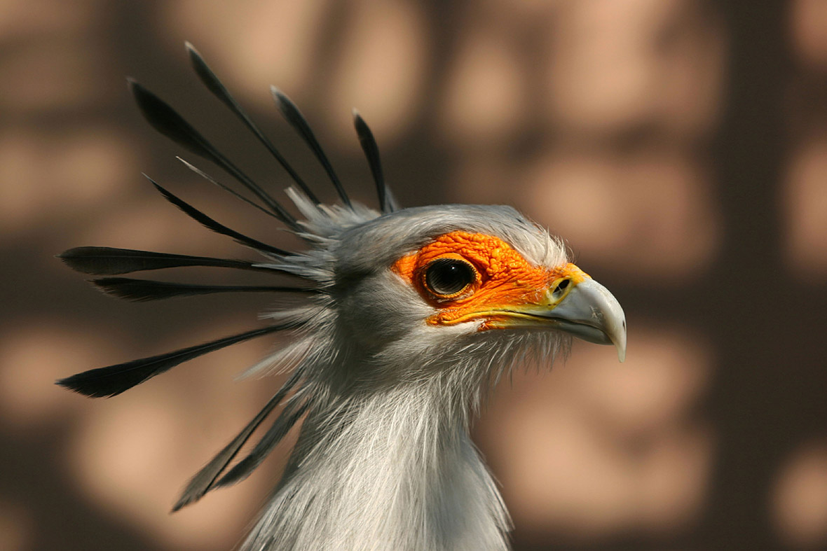 28. Secretary bird (Sagittarius serpentarius). So-called because it supposedly resembles an old-fashioned secretary carrying quill-pens tucked behind his ears, this unmistakable African bird has an incredible method of stalking its prey, which it often stamps on before swallowing whole.