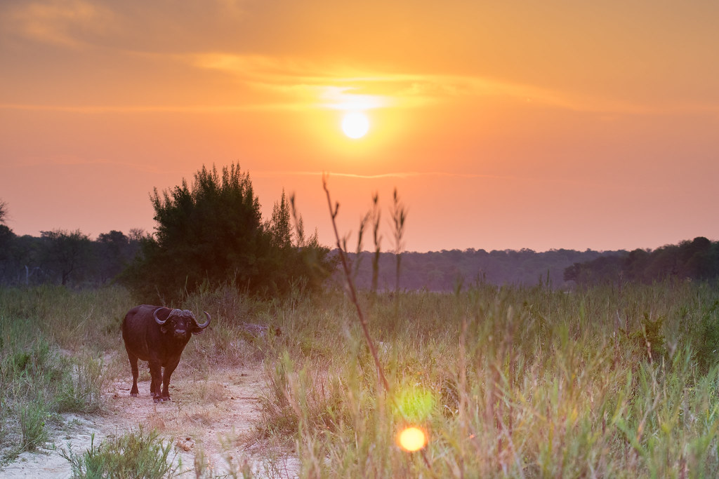 Cape Buffalo at sunset