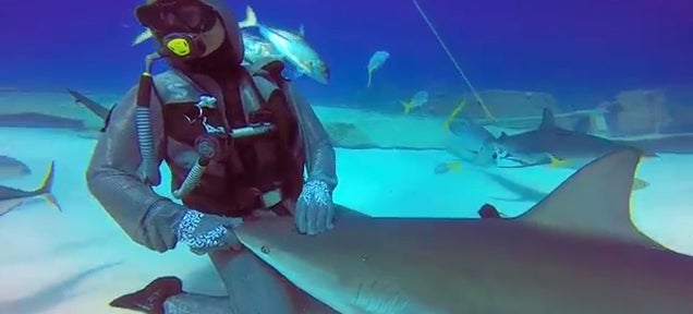 This shark likes to be pet like a dog